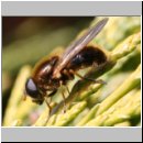 Cheilosia albipila - Weiden-Erzschwebfliege m01.jpg